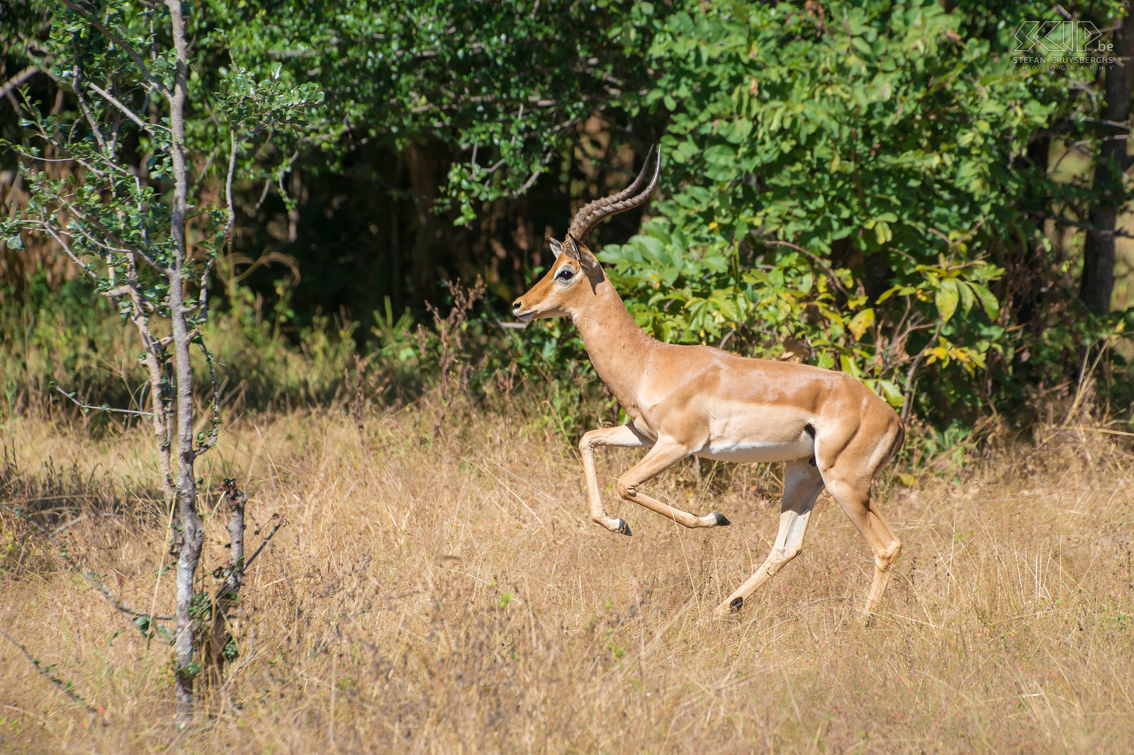 South Luangwa - Impala Een mannelijke impala (Aepyceros melampus), een van de meest voorkomende antilopensoorten in Afrika. Stefan Cruysberghs